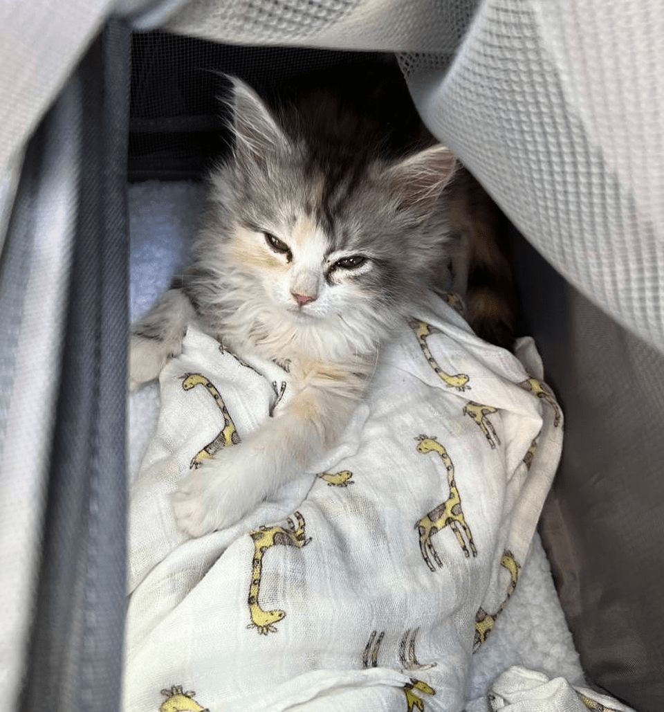 Fluffy kitten resting on a blanket in a pet carrier