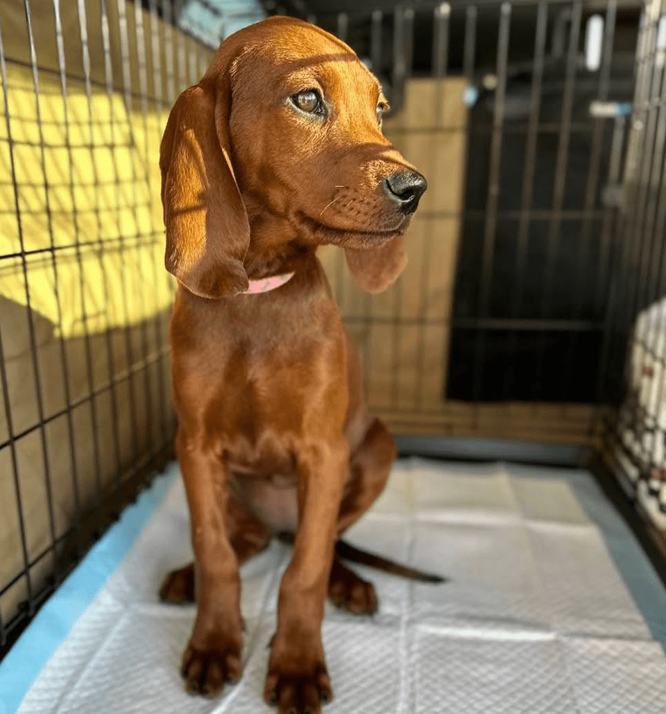 Brown puppy sitting in a travel crate